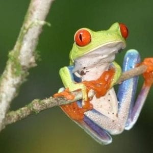 Hanging Bridges - Insect Museum - Reptile and Amphibian Exhibition - Butterfli