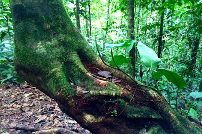 San José Tropical Rainforest Adventure Including Chocolate Tasting - Image 8