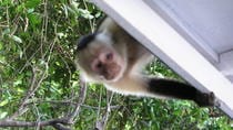 Mangrove Safari With Pottery Village Upgrade Guanacaste