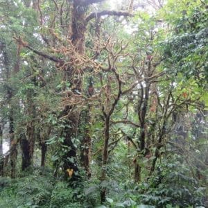 Cloud Forest Hike Monteverde