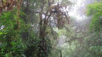 Cloud Forest Hike Monteverde