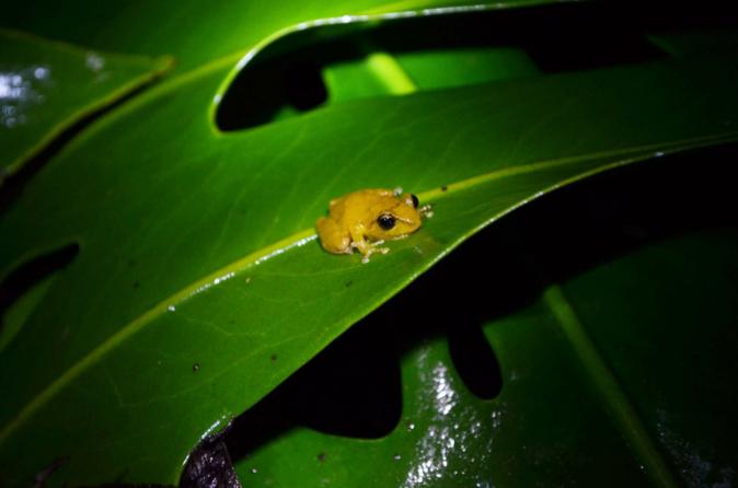Night Tour in Monteverde