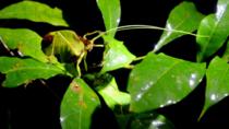 Night Tour in Monteverde