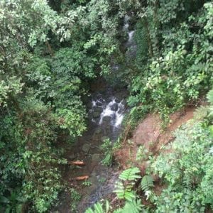 Rainforest Adventure Atlantic Aerial Tram Tour