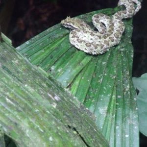 Rainforest Adventure Atlantic Aerial Tram Tour