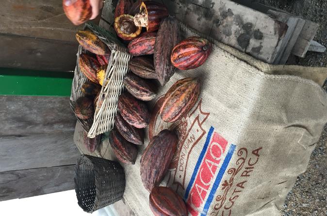 Coffee, Chocolate and Sugar Cane Tour in Monteverde - Image 4