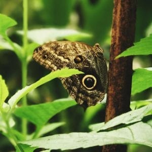 Monteverde Cloud Forest And Hanging Bridges Guanacaste