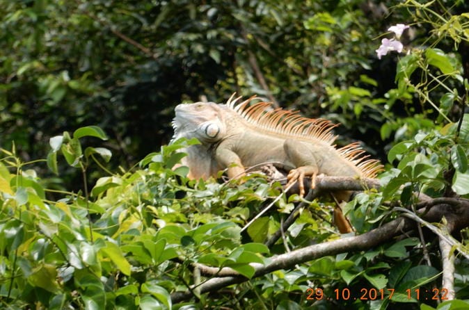 11-Day San José: Monteverde Cloud Forest and Tortuguero, Arenal Volcano and Ma - Image 12