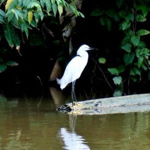6-in-1 Combo Tour: Puerto Limón Highlights