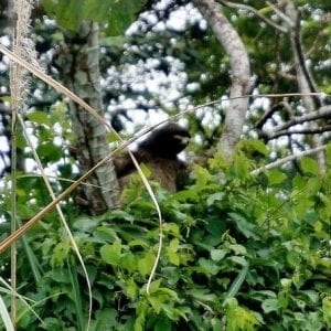 6-in-1 Combo Tour: Puerto Limón Highlights