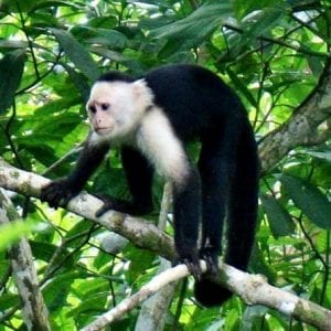 6-in-1 Combo Tour: Puerto Limón Highlights