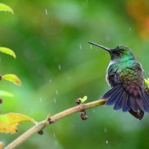 Veragua Rainforest Aerial Tram