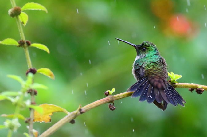 Veragua Rainforest Aerial Tram - Image 2