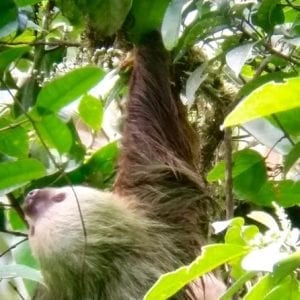 Hanging Bridges and La Fortuna Waterfall Nature Hike