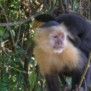 Rainforest Skywalk And Tarcoles River Eco Cruise Tour