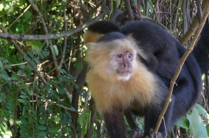 Rainforest Skywalk And Tarcoles River Eco Cruise Tour - Image 2