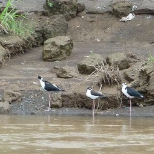 Rainforest Skywalk And Tarcoles River Eco Cruise Tour