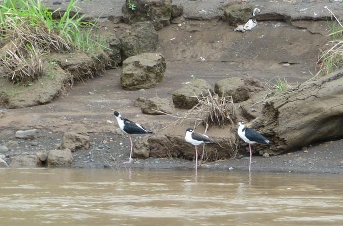 Rainforest Skywalk And Tarcoles River Eco Cruise Tour - Image 4