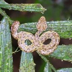 Arenal Hanging Bridges Hiking Tour