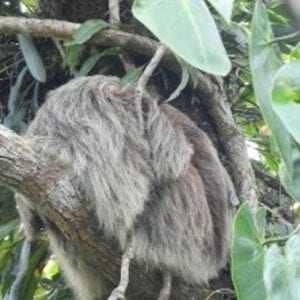 Arenal Hanging Bridges Hiking Tour