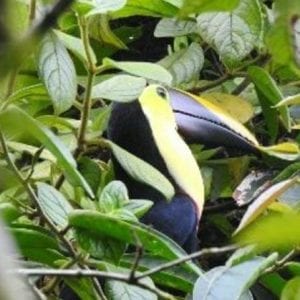 Arenal Hanging Bridges Hiking Tour