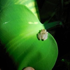 Rainforest Night Walk and Authentic Costa Rican Dinner La Fortuna