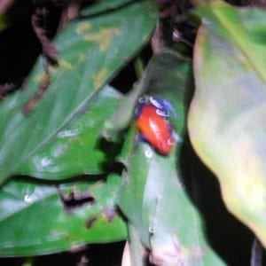 Rainforest Night Walk and Authentic Costa Rican Dinner La Fortuna
