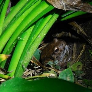 Rainforest Night Walk and Authentic Costa Rican Dinner La Fortuna