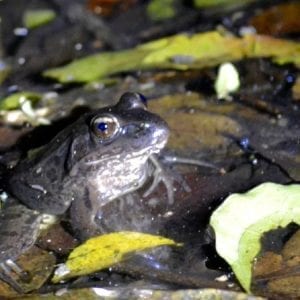 Monteverde Rainforest Night Walk