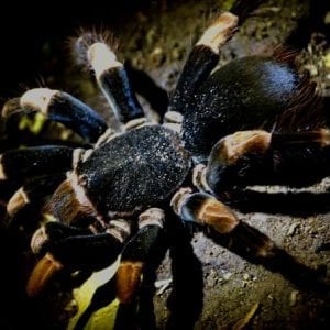 Monteverde Rainforest Night Walk