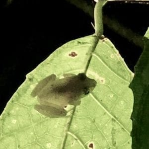 Monteverde Rainforest Night Walk