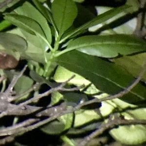 Monteverde Rainforest Night Walk