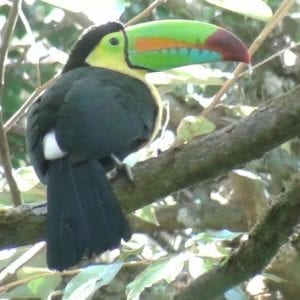 Private Monteverde Cloud Forest Walk