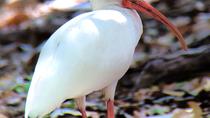 Private Tour: Carara National Park Bird Watching Tour