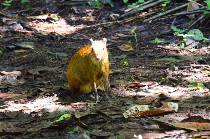 San José Tropical Rainforest Adventure Including Chocolate Tasting - Image 12