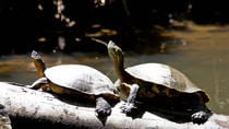 Tortuguero National Park 3-Day San José