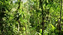 Veragua Rainforest