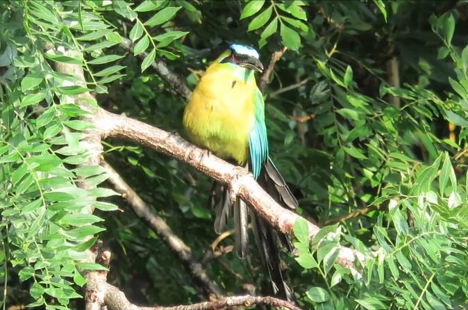 2-IN-1 Day Bird Watching And Nocturnal Walking