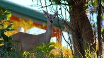8-Day Tour: Beach And Mountains In Guanacaste - Image 2