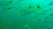 Advanced Open Water Dive Certification in Tamarindo