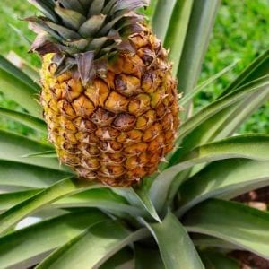 Arenal Pineapple Tour