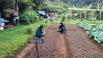 Authentic Costa Rican Cooking Demonstration with Locals on Their Organic Farm