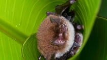 Bat Tour At Monteverde Santa Elena