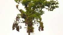 Bird Watching Hike At San Gerardo Reserve