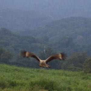 Bird Watching Tour in Tarcoles