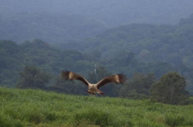 Bird Watching Tour in Tarcoles