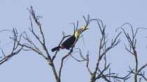 Birdwatching At Hanging Bridges