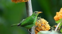 Birdwatching Tour At Arenal Natural Ecological Park