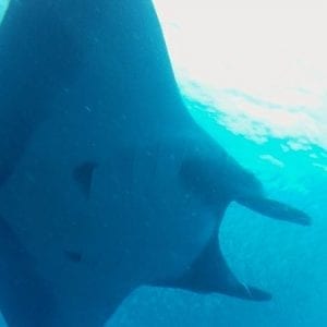 Catalina Island Diving Tamarindo and Langosta
