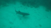 Catalina Island Diving Tamarindo and Langosta